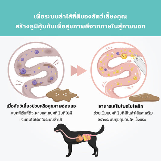 SUN WONDER โพรไบโอติกเสริมสมดุลระบบย่อยอาหาร สำหรับสุนัข – จัดส่งแบบสมาชิก
