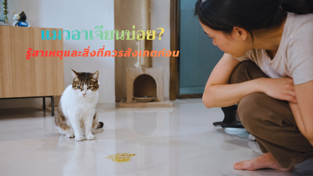 แมวอาเจียนบ่อย สาเหตุและแนวทางดูแลแมวในชีวิตประจำวัน