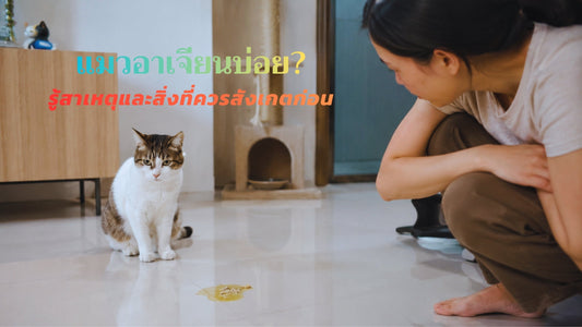 แมวอาเจียนบ่อย สาเหตุและแนวทางดูแลแมวในชีวิตประจำวัน