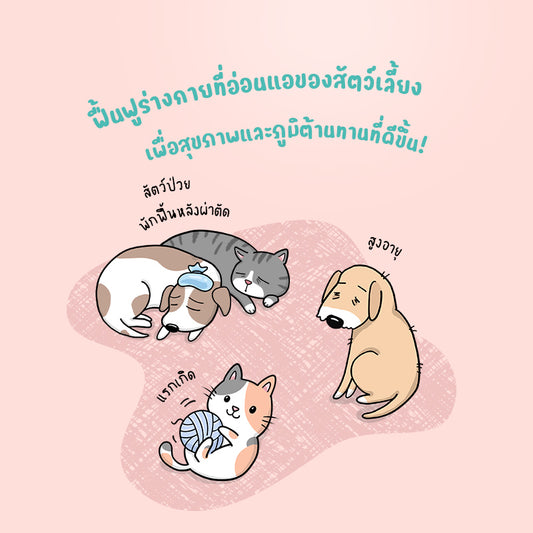 Sun Wonder Immunity Support อาหารเสริมกระตุ้นภูมิคุ้มกัน – จัดส่งแบบสมาชิก