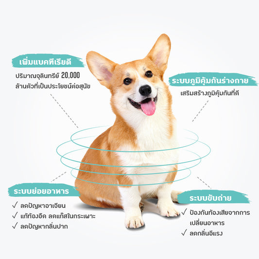 SUN WONDER โพรไบโอติกเสริมสมดุลระบบย่อยอาหาร สำหรับสุนัข – จัดส่งแบบสมาชิก