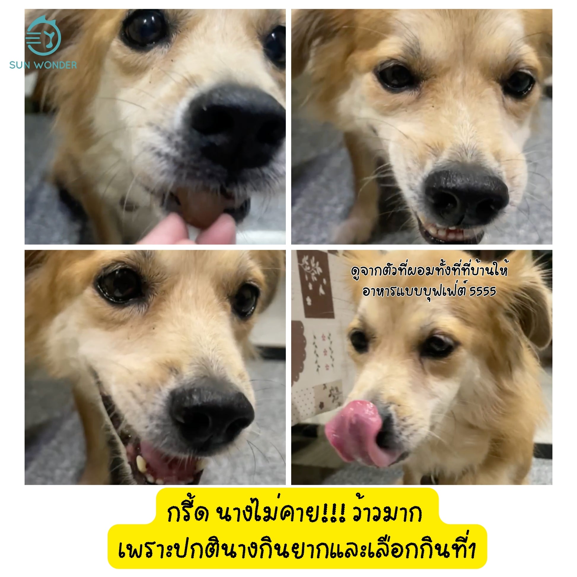 Sun Wonder Vitality Pill Pocket อาหารเสริมวิตามินช่วยป้อนยา บำรุงตับ